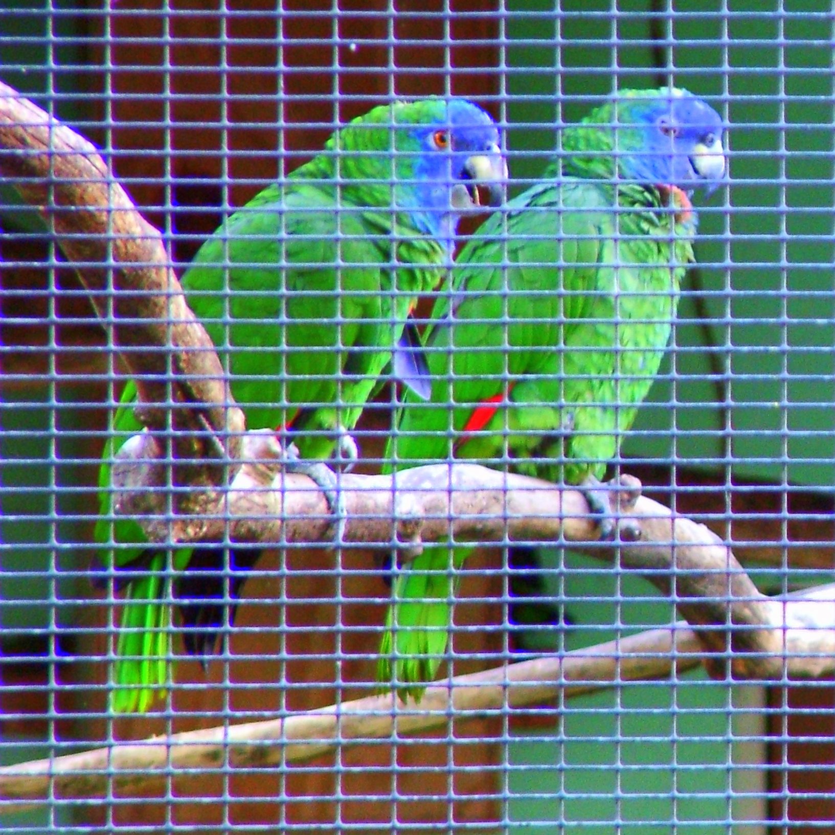 Amazoňan červenokrký - Amazona arausiaca